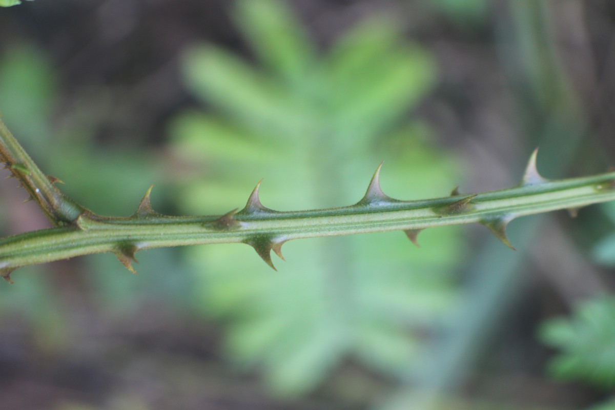 Senegalia caesia (L.) Maslin, Seigler & Ebinger